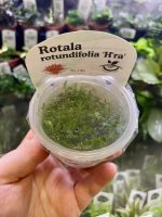 Horizon Labs Rotala Rotundifolia hra - Image 2