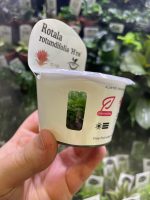 Horizon Labs Rotala Rotundifolia hra - Image 3