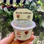 Horizon Labs Rotala Walichii