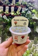 Horizon Labs Rotala Walichii