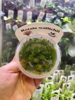 Horizon Labs Rotala Walichii - Image 2