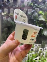 Horizon Labs Rotala Walichii - Image 3