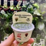 Horizon Labs Ramosior Florida