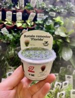 Horizon Labs Ramosior Florida