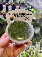 Horizon Labs Ramosior Florida - Image 2