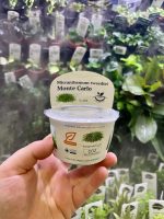 Horizon Labs Micranthemum sp “Monte Carlo”