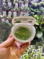 Horizon Labs Micranthemum sp “Monte Carlo” - Image 2