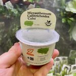 Horizon Labs Callitrichoides Cuba