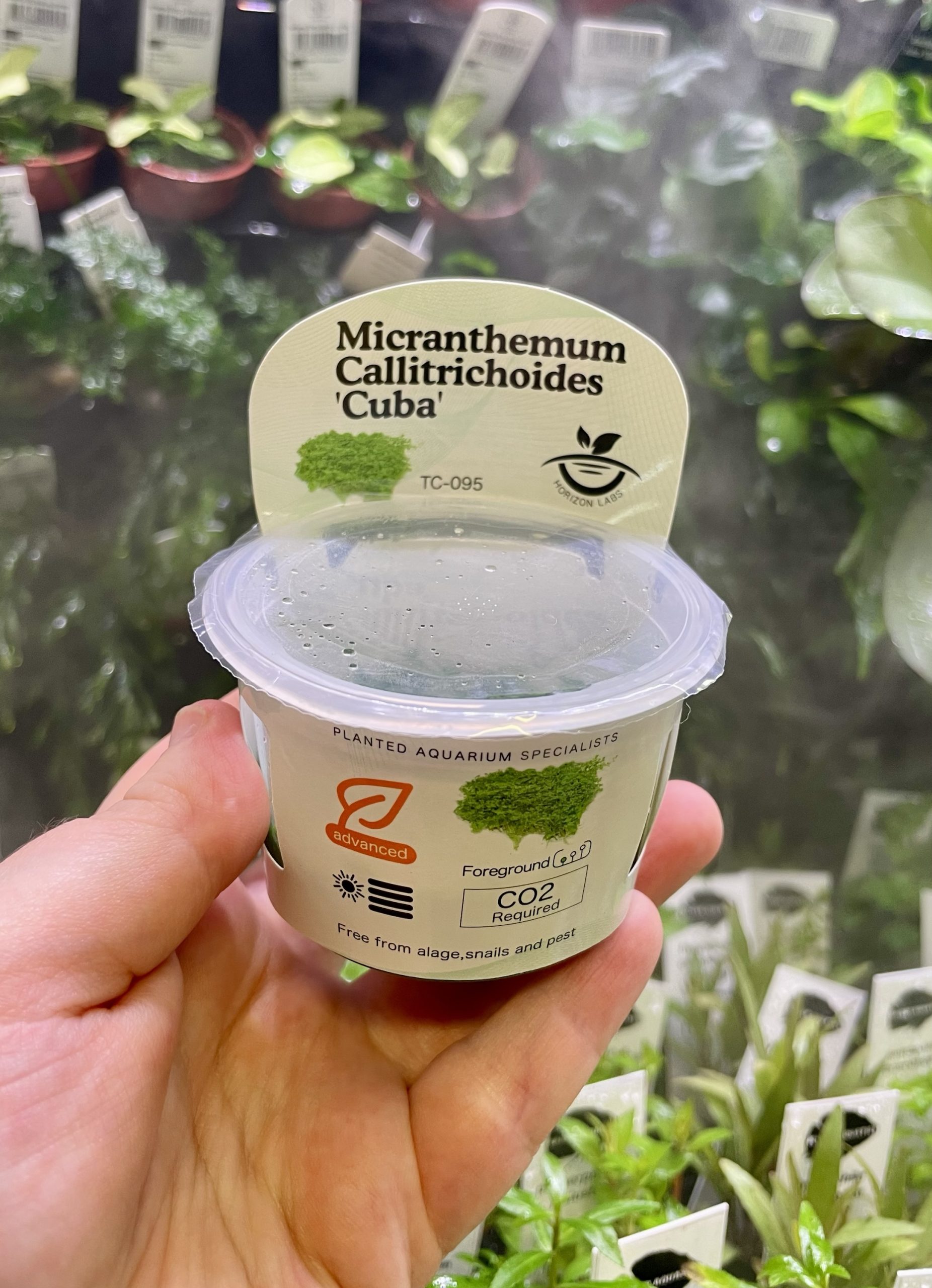 img_1915 Horizon Labs Callitrichoides Cuba - Image 1