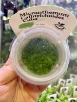 Horizon Labs Callitrichoides Cuba - Image 2