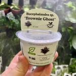 Horizon Labs Bucephalandra sp Brownie Ghost