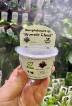 Horizon Labs Bucephalandra sp Brownie Ghost