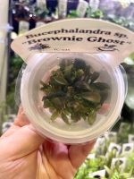 Horizon Labs Bucephalandra sp Brownie Ghost - Image 2