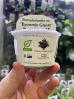 Horizon Labs Bucephalandra sp Brownie Ghost - Image 3