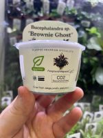 Horizon Labs Bucephalandra sp Brownie Ghost - Image 3