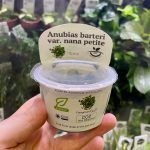 Horizon Labs Anubias Barteri var nana petite