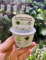 Horizon Labs Anubias Barteri var nana petite