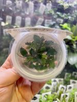 Horizon Labs Anubias Barteri var nana petite - Image 2