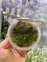 Horizon Labs Samolus Parviflorus Red - Image 2