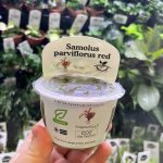 Horizon Labs Samolus Parviflorus Red