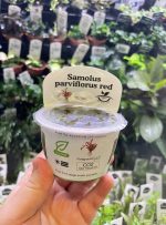 Horizon Labs Samolus Parviflorus Red