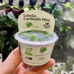 Horizon Labs Lobelia Cardinalis mini