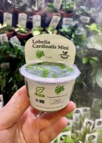 Horizon Labs Lobelia Cardinalis mini