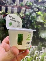 Horizon Labs Lobelia Cardinalis mini - Image 3