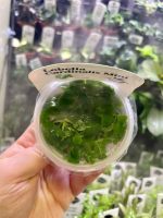 Horizon Labs Lobelia Cardinalis mini - Image 2