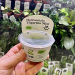 Horizon Labs Hydrocotyle Tripartita Mini