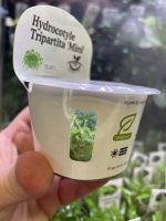 Horizon Labs Hydrocotyle Tripartita Mini - Image 3