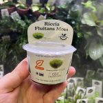 Horizon Labs Riccia Fluitans moss