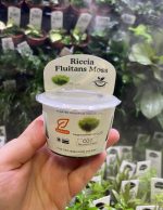 Horizon Labs Riccia Fluitans moss