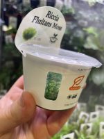 Horizon Labs Riccia Fluitans moss - Image 2