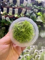 Horizon Labs Live Sphagnum Moss (terestrial) - Image 2