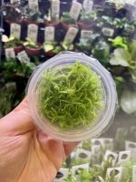 Horizon Labs Live Sphagnum Moss (terestrial) - Image 2