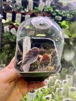 Horizon Labs Begonia Darth Vader - Image 2