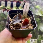 Horizon Labs Begonia Darth Vader