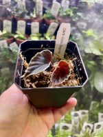 Horizon Labs Begonia Darth Vader