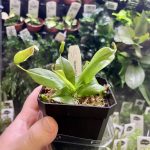 Horizon Labs Nepenthes Sp Gaya