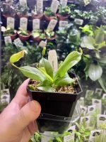 Horizon Labs Nepenthes Sp Gaya - Image 2