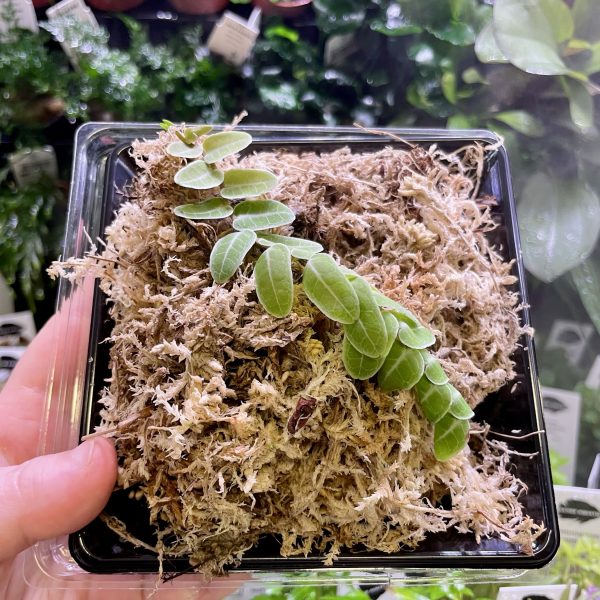 Horizon Labs Marcgravia Umbellata