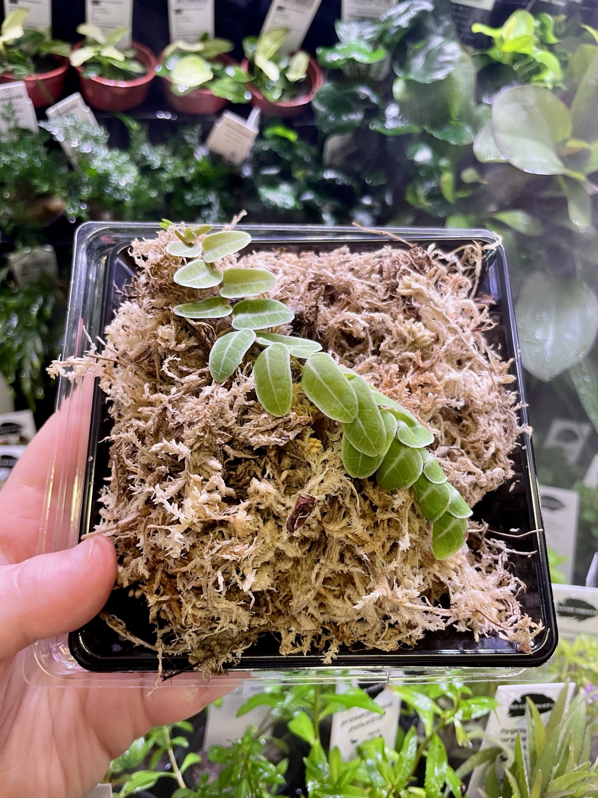 img_1955 Horizon Labs Marcgravia Umbellata - Image 1