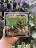 Horizon Labs Marcgravia Umbellata - Image 2