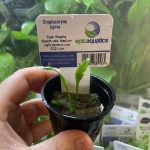 EA Cryptocoryne Parva
