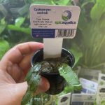 EA Cryptocoryne Axelrodi
