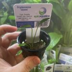 EA Cryptocoryne Lucens