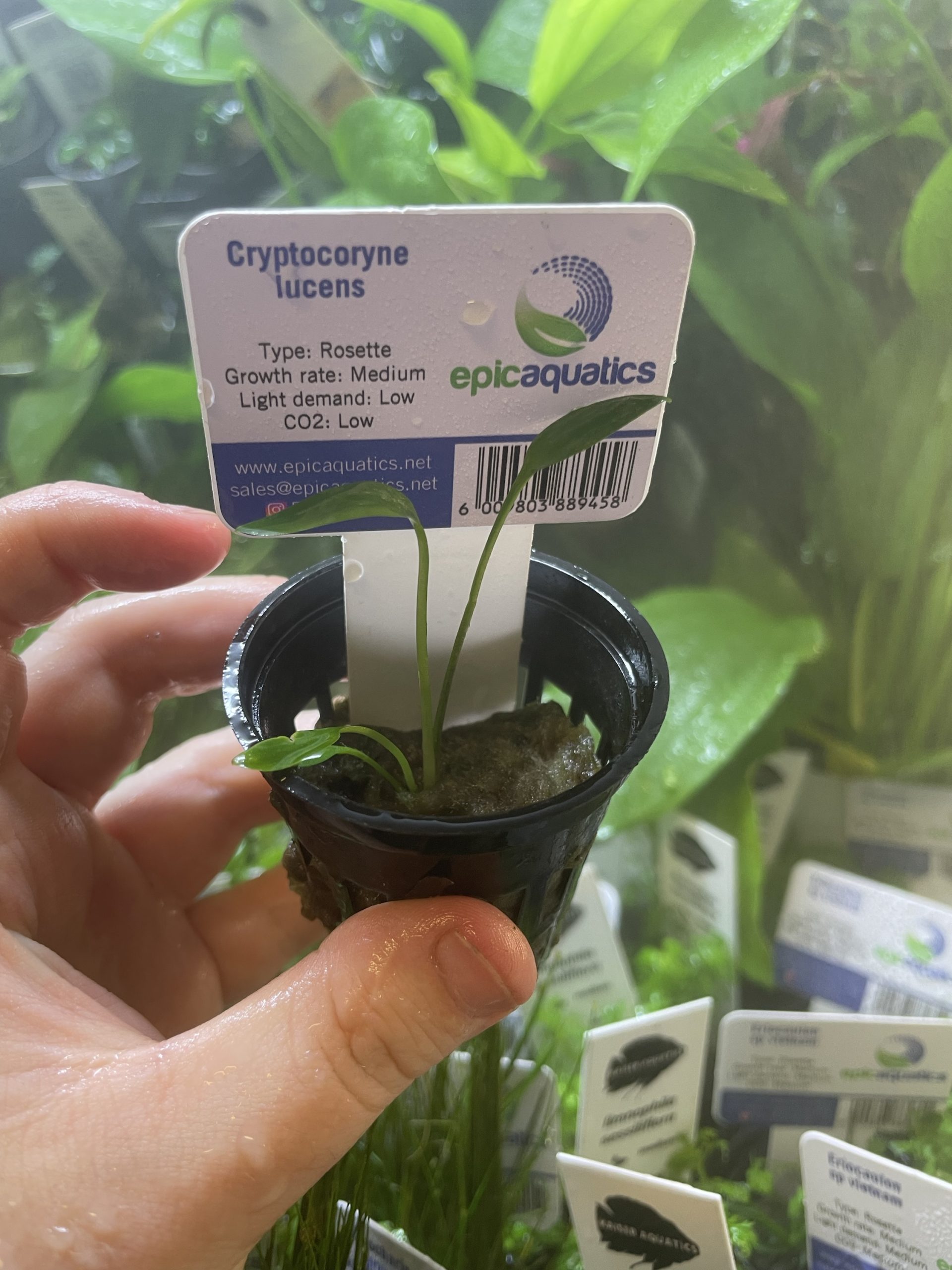 img_2221 EA Cryptocoryne Lucens - Image 1