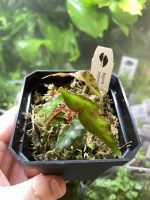 Horizon Labs Begonia Amphioxus - Image 2