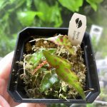 Horizon Labs Begonia Amphioxus